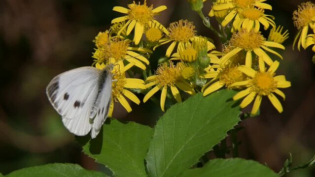 Green-Veined White butterfly (Pieris napi) feeding on Ragwort (Senecio jacobaea) flowers. July, Kent, UK. [Slow motion x5]