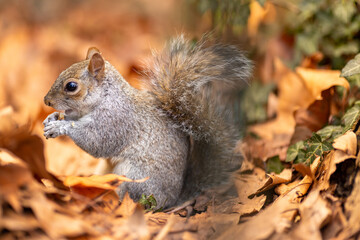 Naklejka na ściany i meble Squirrel in its natural environment with lovely autumn atmosphere