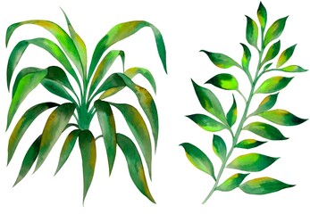 Watercolor leaves elements, white background, green foliages, isolated, tropical, handmade