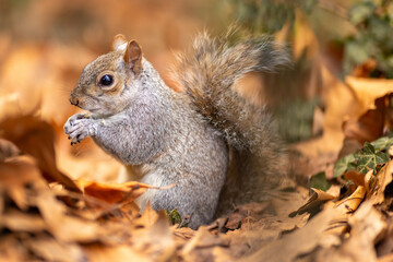Squirrel in its natural environment with lovely autumn atmosphere
