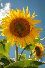 TOURNESOL