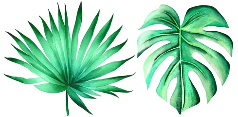 Green tropical leaves, white background, isolated, foliages