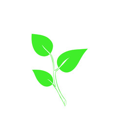 Three green leaves on a white background