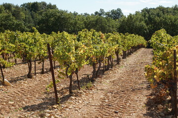 Fototapeta na wymiar Grapes Growing in a Vineyard at Les Preaux, Near Vinsobres, Nyons, Drome, Auvergne-Rhone-Alpes, France