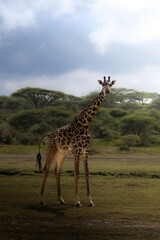 Wild majestic tall Maasai Giraffe in the savannah in the Serengeti National Park, Tanzania, Africa
