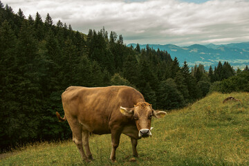 Fototapeta na wymiar Cow on Grass in Mountains Alps with forest and clouds on Background