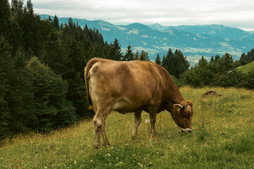 Cow on Grass in Mountains Alps with forest on Background