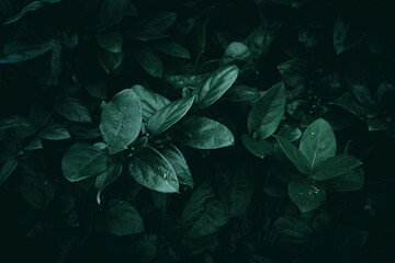 Dark green Honeysuckle leaves in the garden