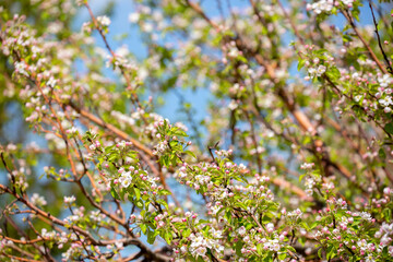 Pink flowers bloom on the trees. Spring landscape with cherry blossoms. Beautiful blooming garden on a sunny day. Copy space for text.