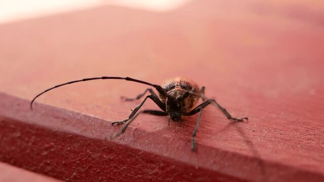 A large dark brown barbel beetle crawls on the porch on a sunny summer day. A beetle with long antennae on a painted wooden structure.