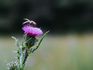 A honey bee at work.