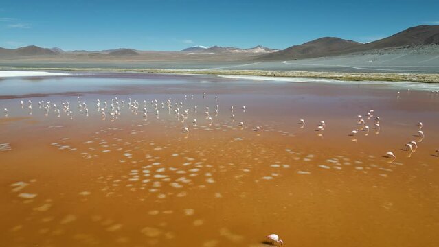 Drone footage of flamingos in the colorful Laguna Colorada in the remote Fauna Andina Eduardo Avaroa National Reserve in the Bolivian Altiplano in South America - natural look