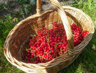 Ripe red currants in a wicker basket on the grass in the garden