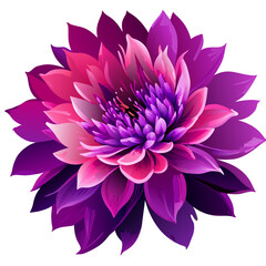 Illustration of a purple dahlia flower on a white background