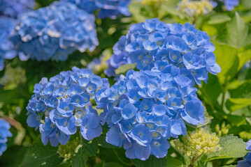 수국 hydrangea