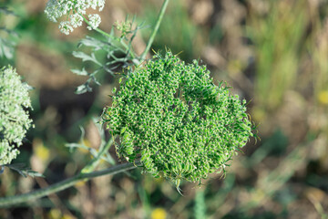 top view photo of raw carrot seeds on plant