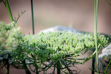 side view photo of raw carrot seeds on plant