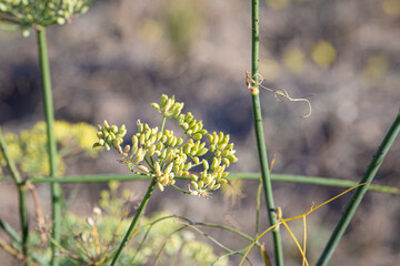 photo of fennel seeds grow on the plant