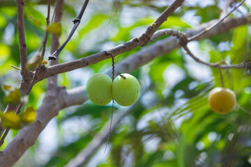 Ripe green fresh Amla fruits hanging from tree branch