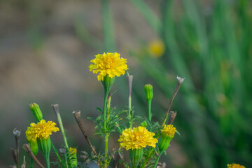 photo of yellow marigold spring flower blooming in the garden