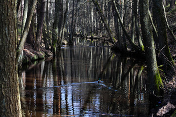 reflection of trees in the water
