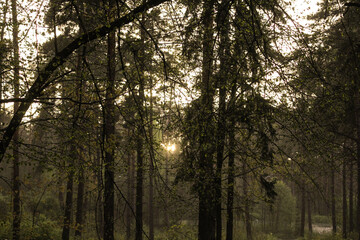 sun shining through trees