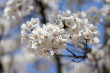blossom in spring