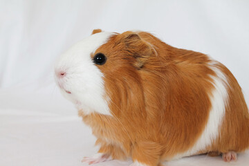 Red-white guinea pig on a white background