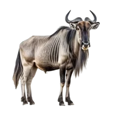 Photo sur Plexiglas Antilope Wildebeest transparent background, png