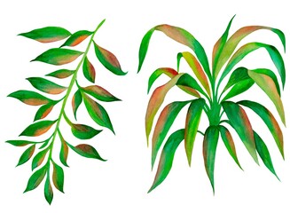 Watercolor foliage, tropical green leave, isolated, white background
