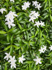 white flowers on green background