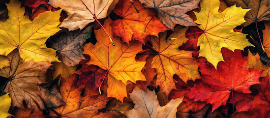 Naklejka na ściany i meble fallen dry maple leaves in autumn. Generative AI
