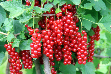 Saftige Johannisbeeren direkt vom Strauch