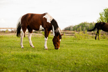 White and brown mare grazing. Horses graze in pasture near trees and fence. Riding school. Dressage Communication with animals. Caring for domestic animals. Ranch. Farm. Racing stallions. Agriculture