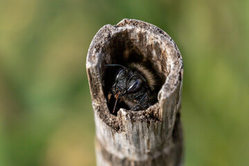 Habitat du xylocope violet