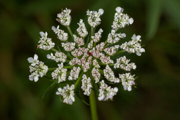 Macro de fleur de carotte sauvage