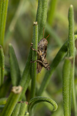 Macro de criquet pansu