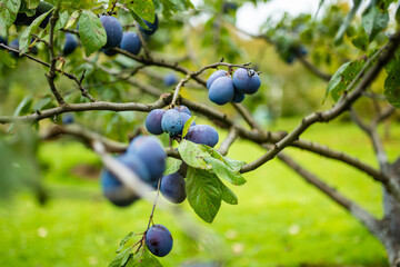 Purple plums on a tree branch in the orchard. Harvesting ripe fruits on autumn day. Growing own fruits and vegetables in a homestead.