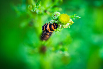 Young worm on a flower