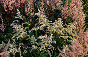 Astilbe bushes with white and pink flowers grow in a flower bed. Natural background with astilbe flowers and leaves.