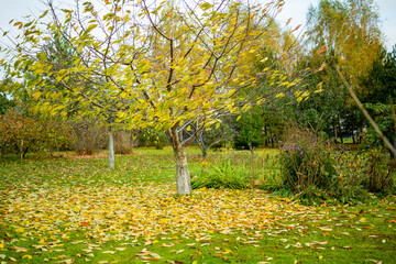 Beautiful fallen cherry tree leaves on green grass on bright autumn day.