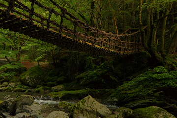 ジャングルの中の吊り橋
