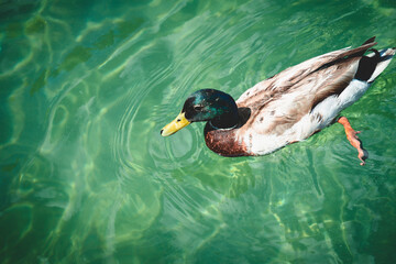 mallard duck in the water
