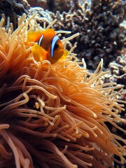 Fototapeta na wymiar clownfish of the red sea