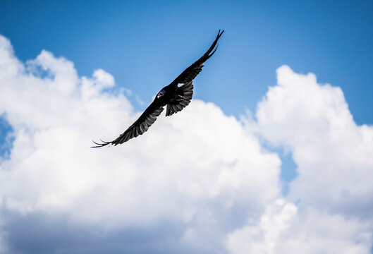 Vulture flying high