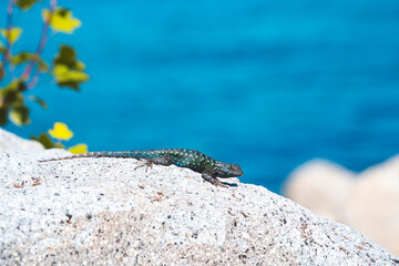 lizard on a rock
