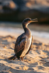 Cormorant on the mediterranean beach