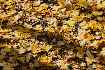 Red and orange autumn leaves on ground. Outdoor. fallen autumn leaves and shadows, shiny autumn day