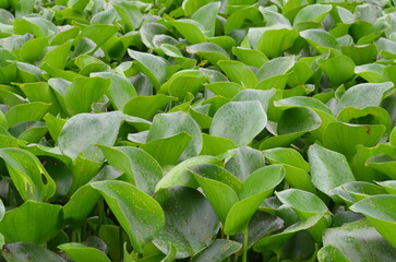 frangipani flower bloom beautiful colored tropical wallpaper