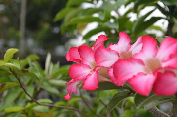 frangipani flower bloom beautiful colored tropical wallpaper